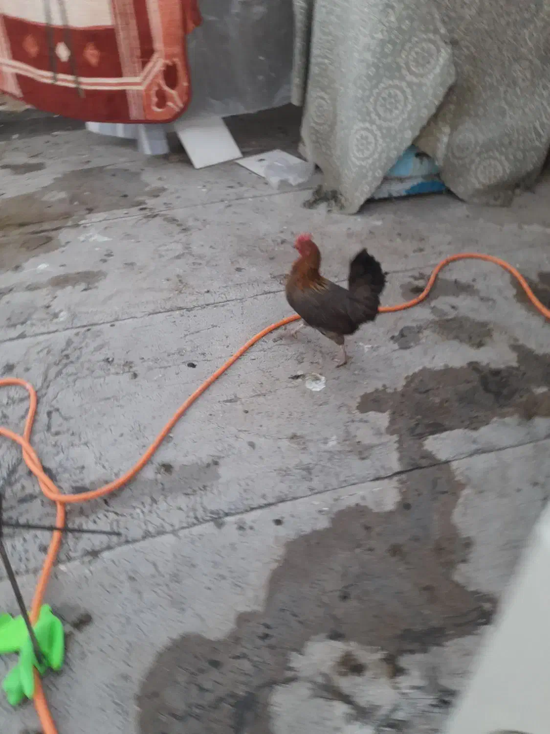 مرغ محلی|حیوانات مزرعه|قم, شهر قائم|دیوار