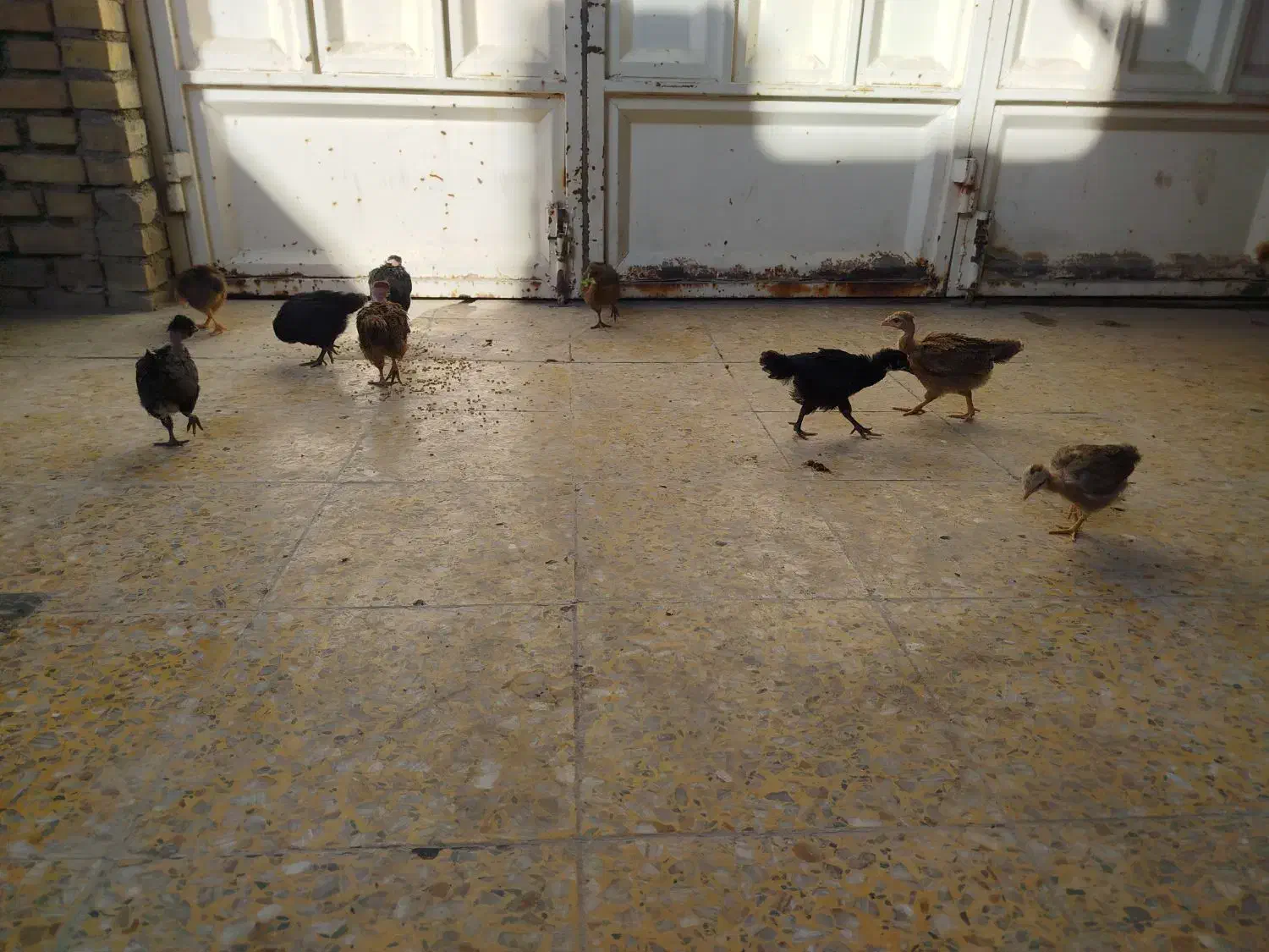 جوجه مرغ|حیوانات مزرعه|بهبهان, |دیوار