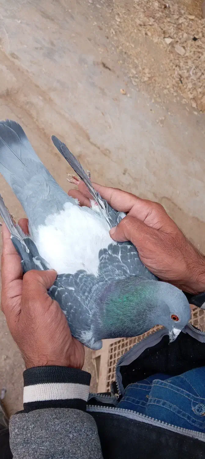 کبوتر پلاکی|پرنده|حبیب آباد, |دیوار