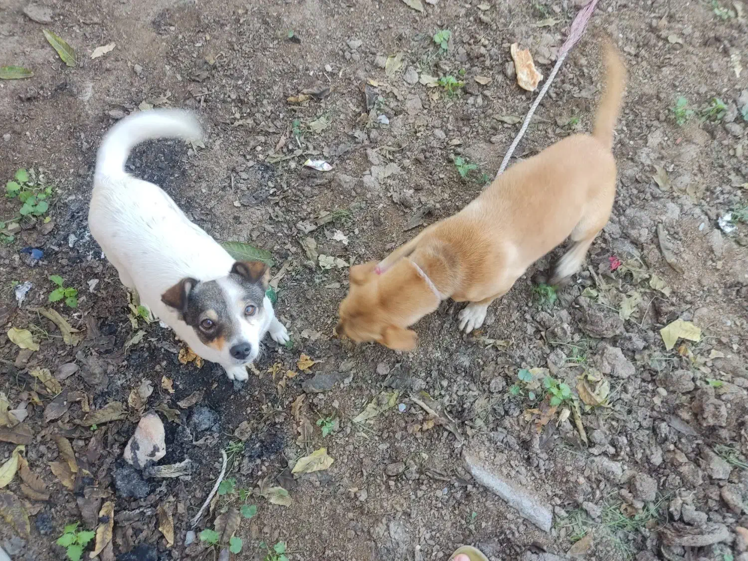 سگ پاکوتاه|سگ|سیمین شهر, |دیوار