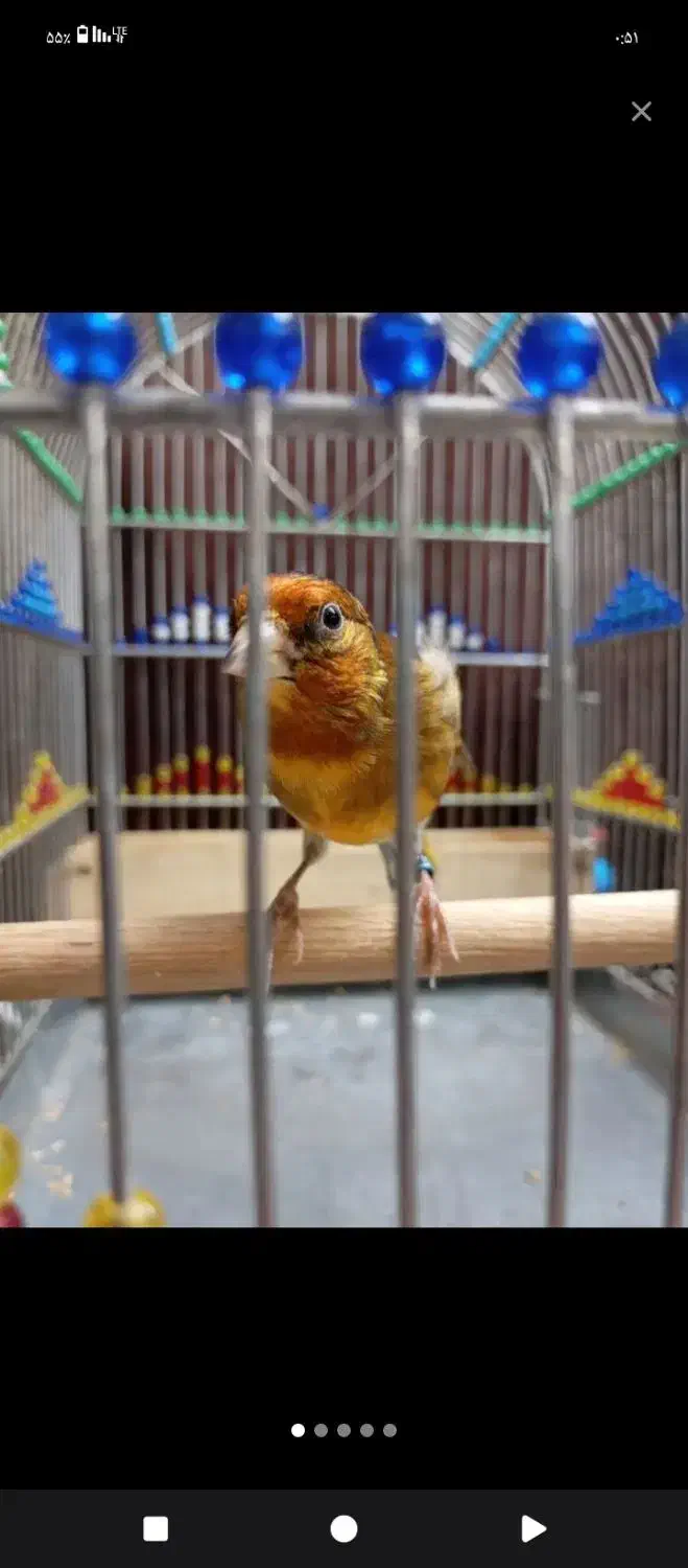 سهره قناری|پرنده|الیگودرز, |دیوار