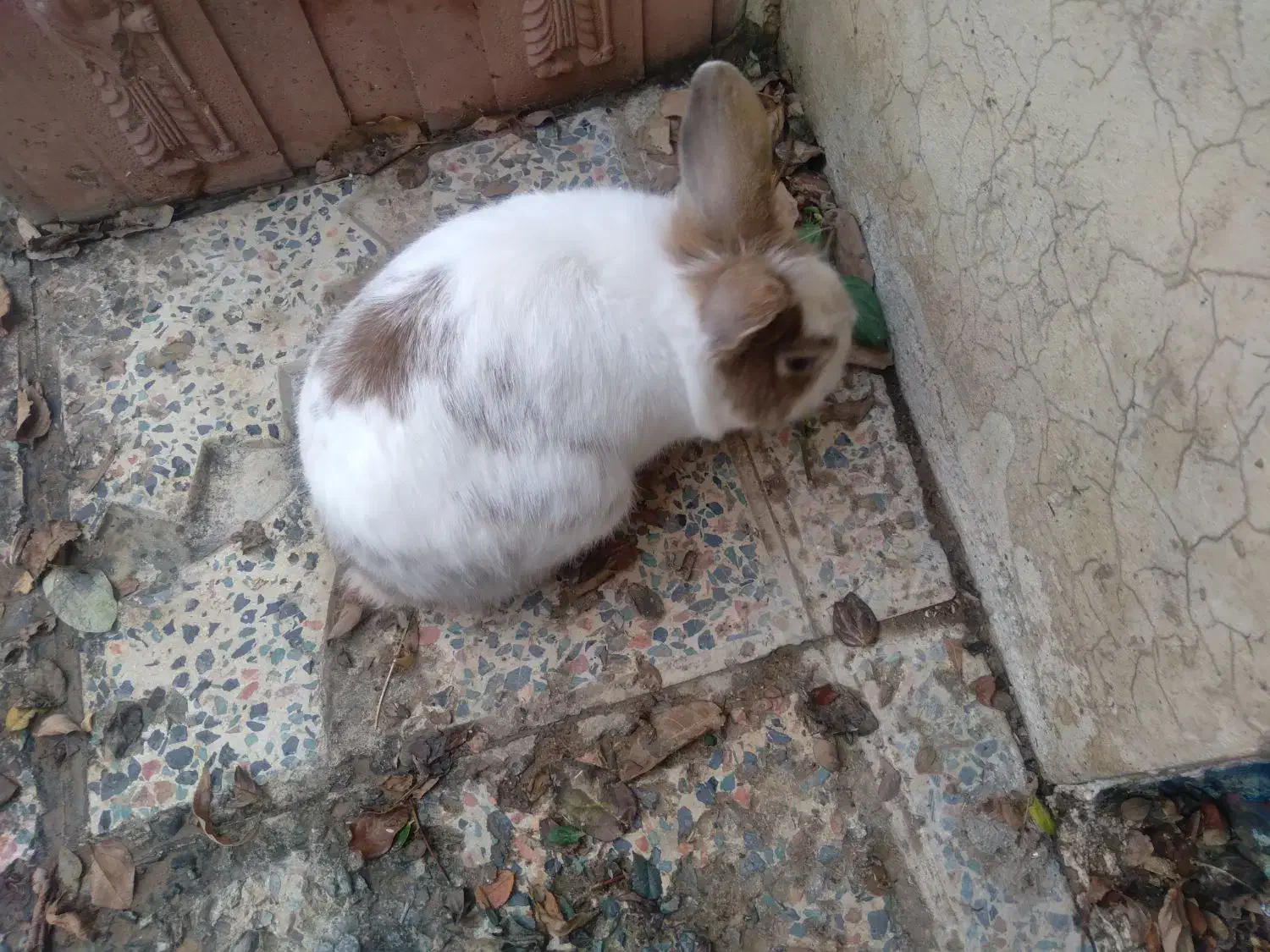 خرگوش|موش و خرگوش|بروجرد, |دیوار