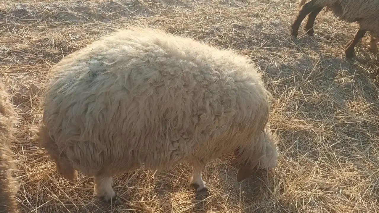 فروشی|حیوانات مزرعه|سرچهان, |دیوار