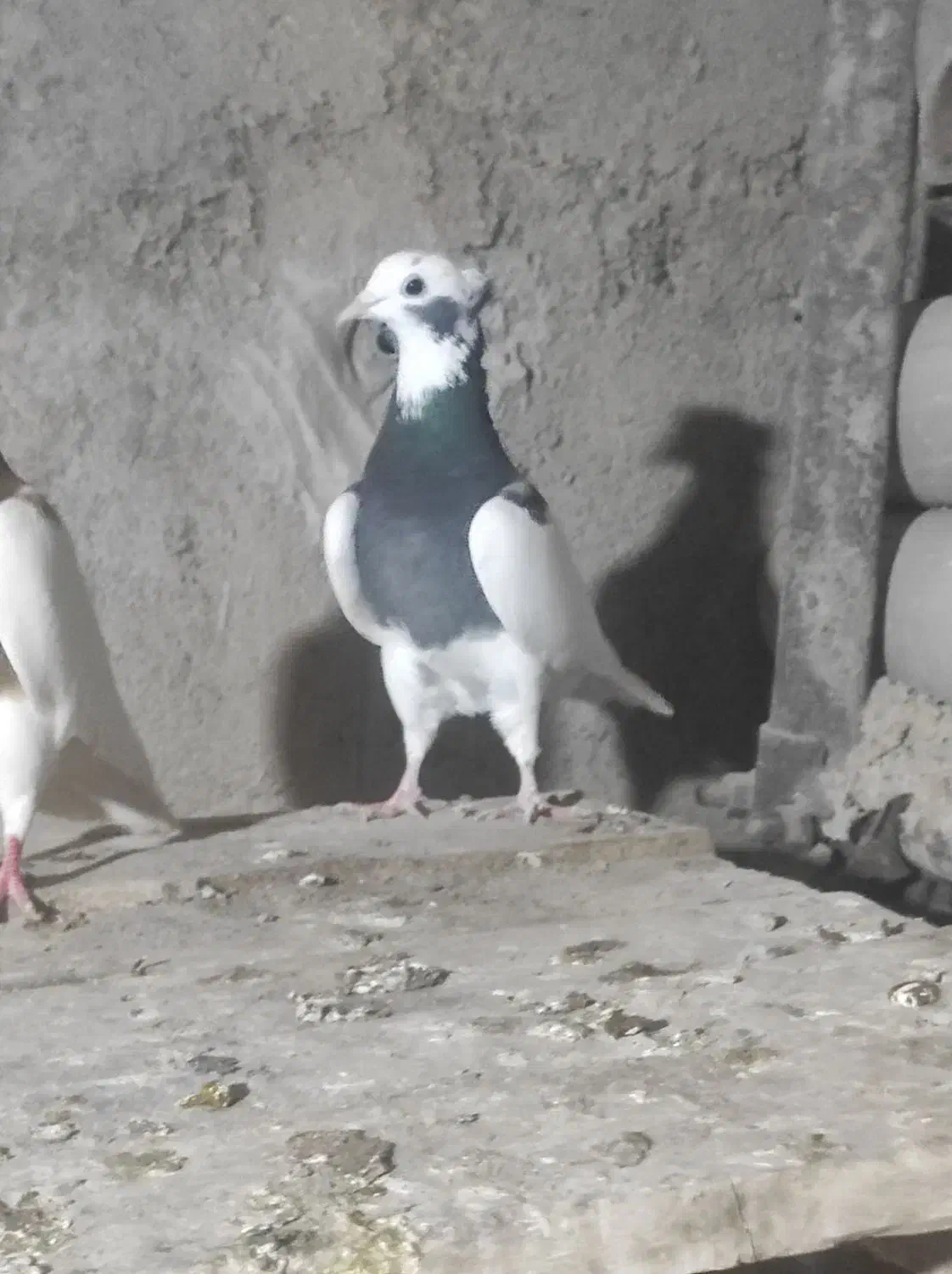 طوقی کبوتر|پرنده|اسفرورین, |دیوار