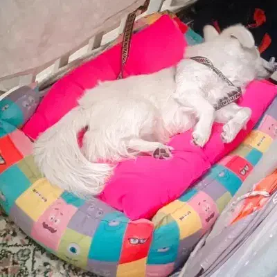 سگ پاکوتاه|سگ|خرم‌آباد, |دیوار