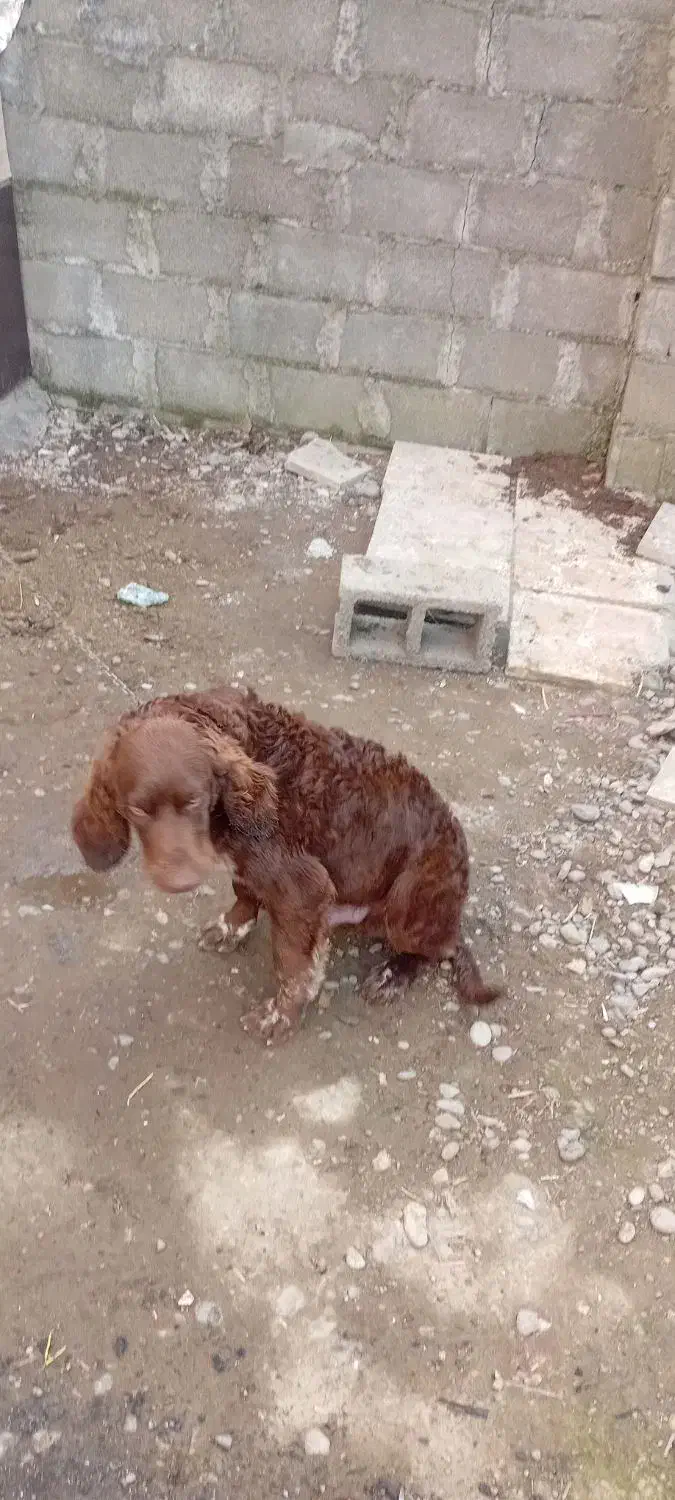 سگ نژاد پیونتر|سگ|رشت, کوی فکوری|دیوار