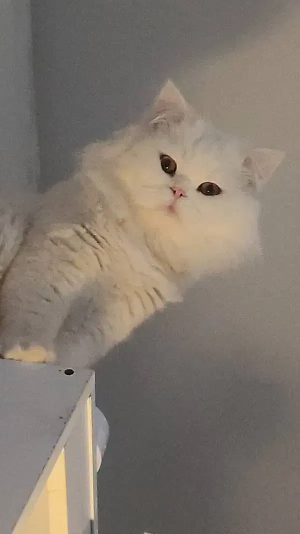 گربه نر|گربه|کرج, فاز ۳ گوهردشت|دیوار