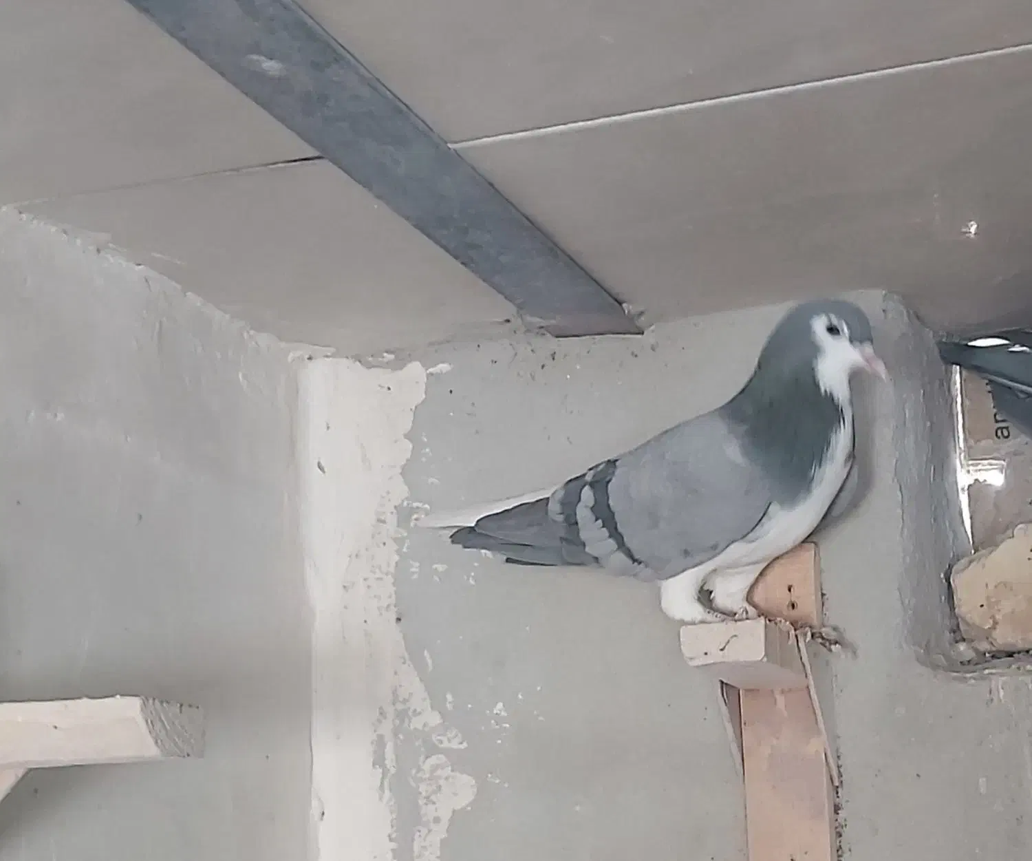 فروش کفتر شهری بدرنگ سبز و یال|پرنده|شیراز, شهرک مفتح|دیوار