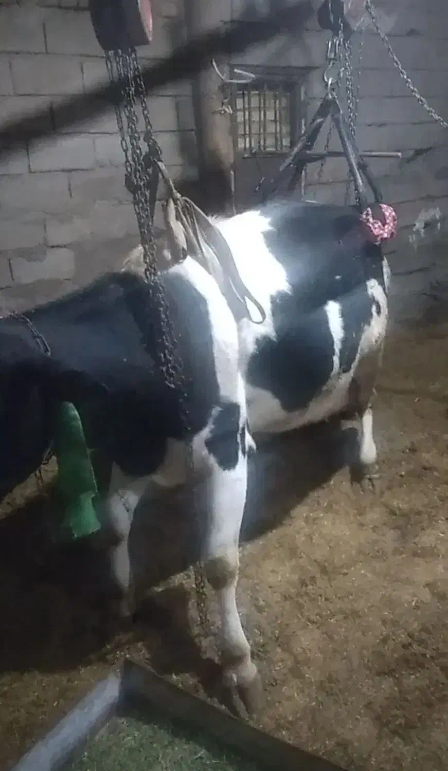 فروش و خرید انواع گاو زمین گیر کسل حال|حیوانات مزرعه|اراک, |دیوار