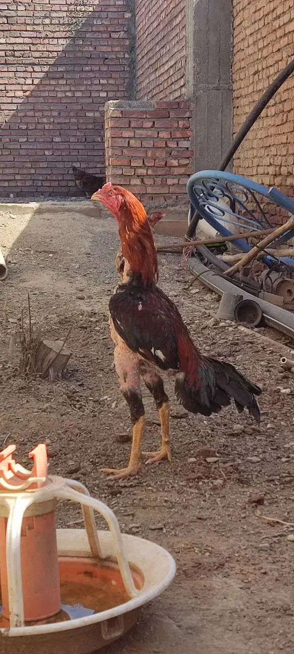 یک خروس ۱۵ماهه ودوتاجوجه ۷ماهه یک هم ۸ماهه|حیوانات مزرعه|شاهین دژ, |دیوار