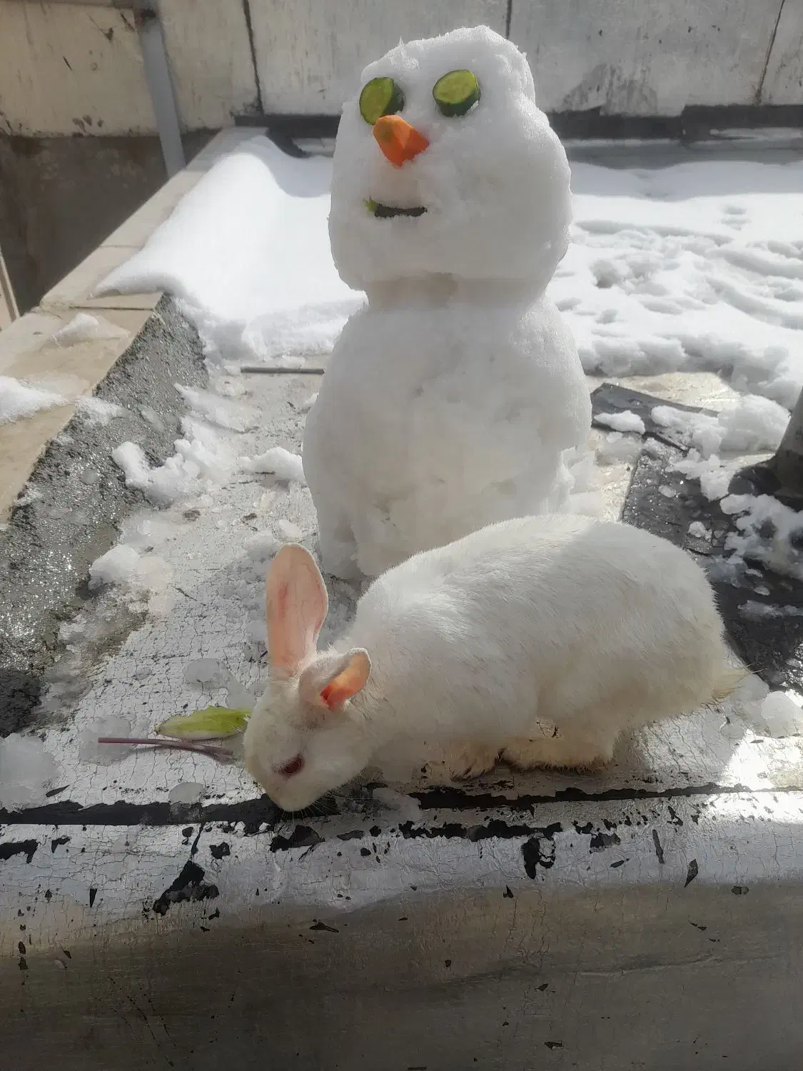 خرگوش|موش و خرگوش|کرمانشاه, |دیوار