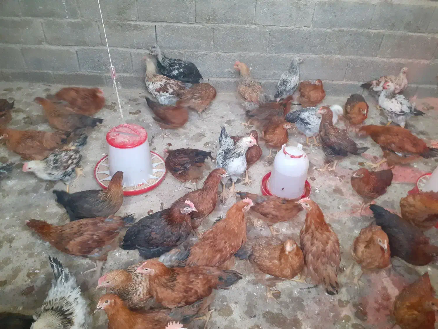 جوجه محلی|حیوانات مزرعه|بهبهان, |دیوار