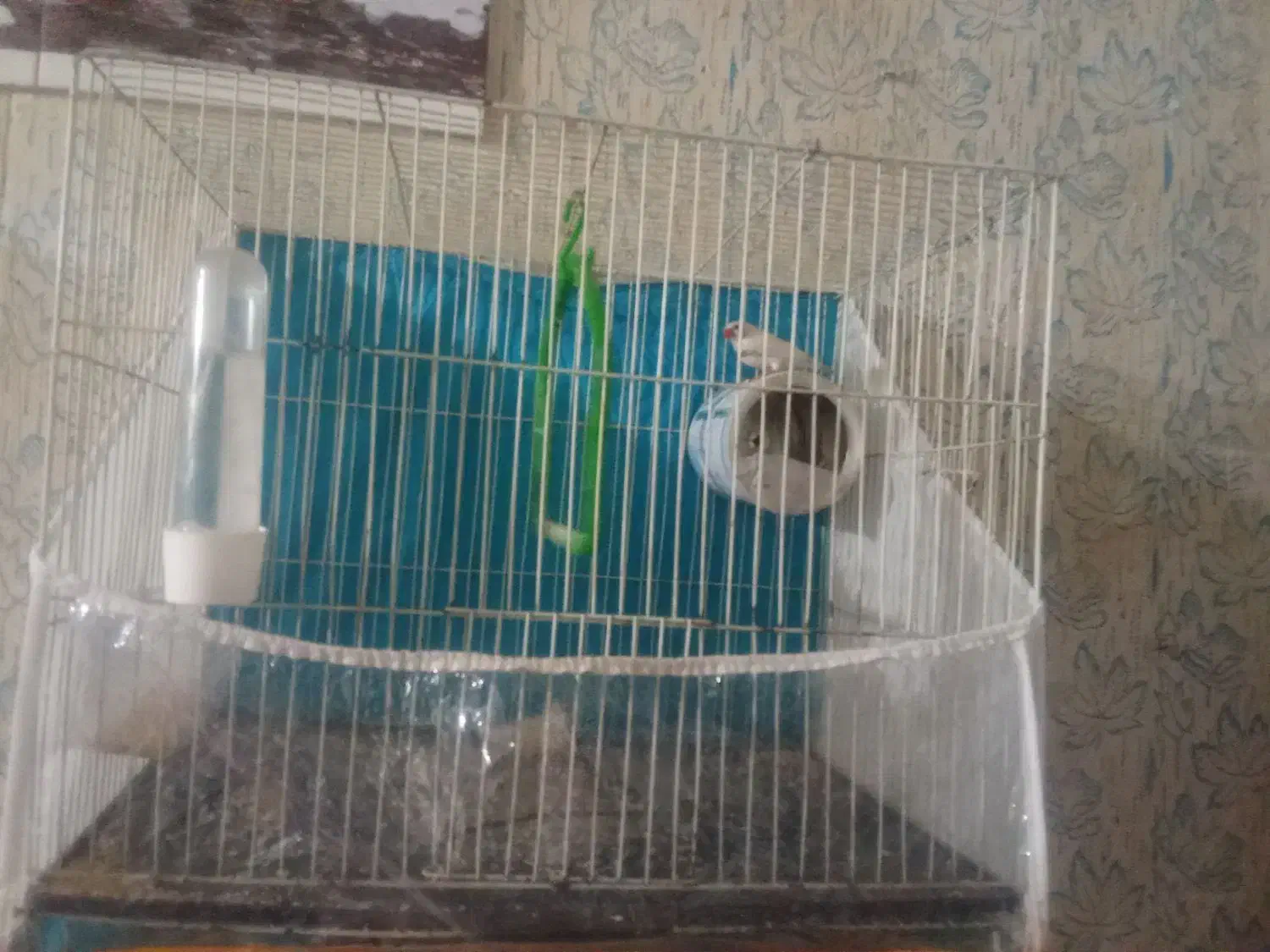 فنج|پرنده|تربت جام, المهدی|دیوار