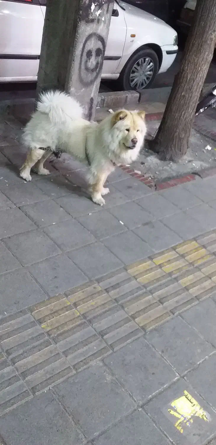 چاو چاو|سگ|واجارگاه, |دیوار