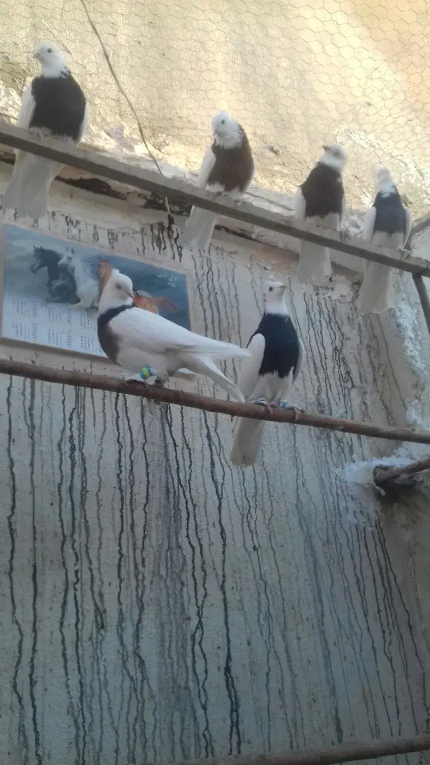 باسلام|پرنده|قم, چهار مردان|دیوار