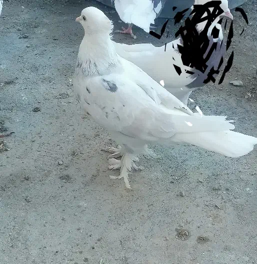 شازده سور ماده کلاهی|پرنده|گنبکی, |دیوار