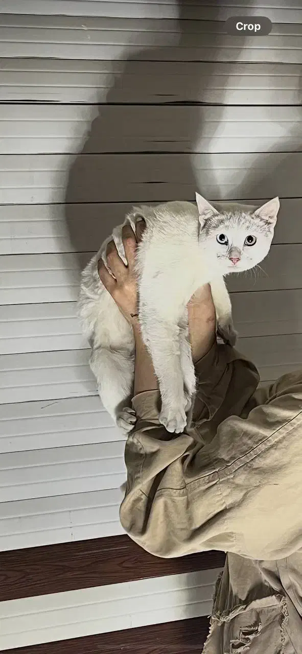 گربه گم شده|گربه|اردبیل, |دیوار