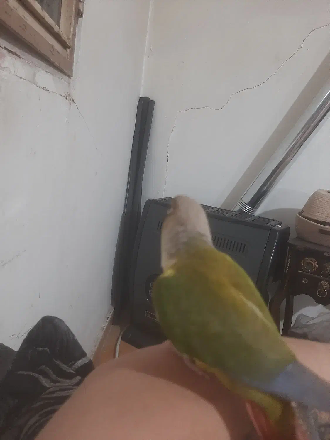 طوطی گیرینچیک رام سخنگو۸کلم حرف میزنه، معاوضه دارم|پرنده|بومهن, |دیوار