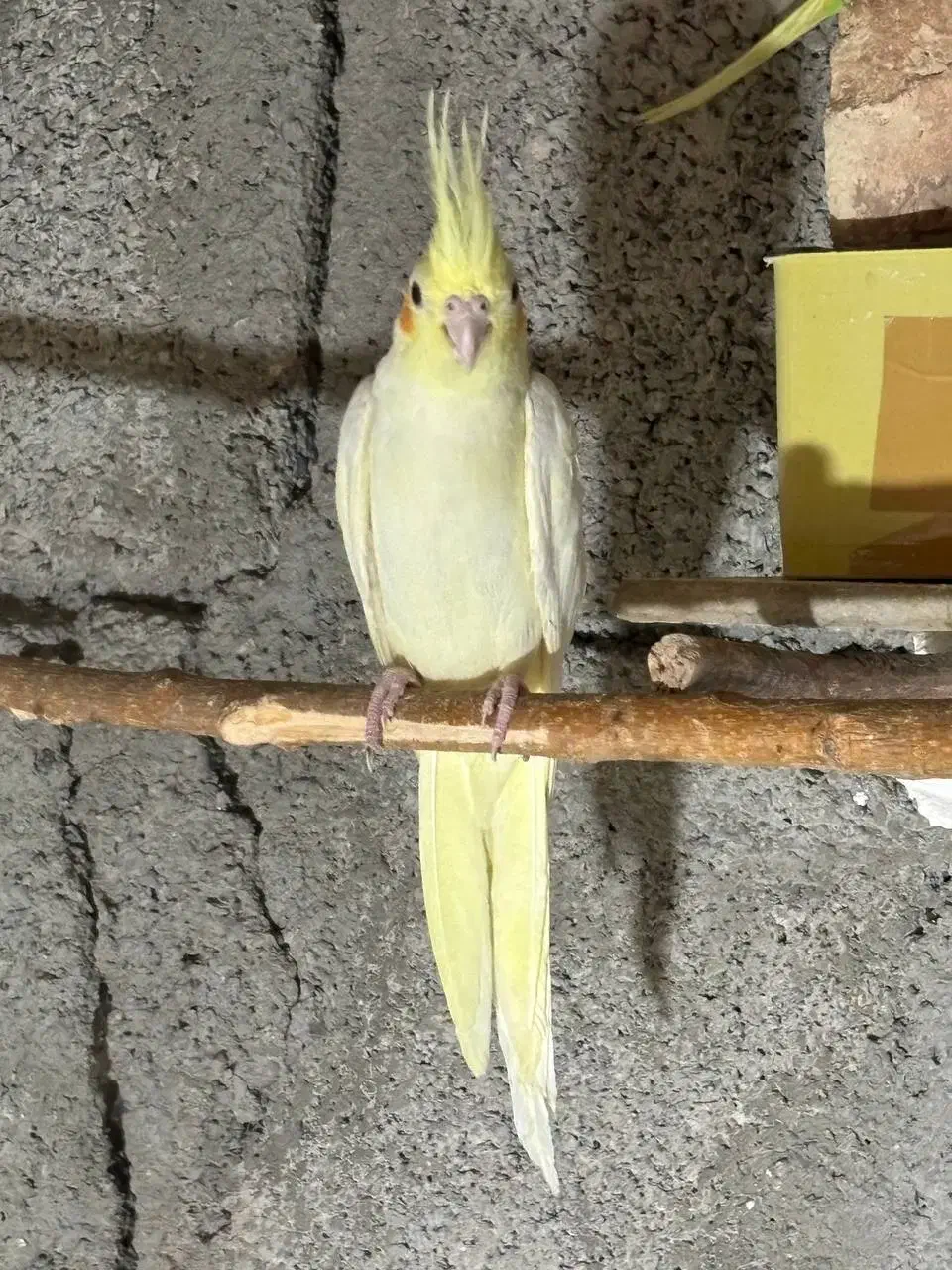 یک جفت عروس هلندی لوتینو (کلکسیونی)|پرنده|دره شهر, |دیوار