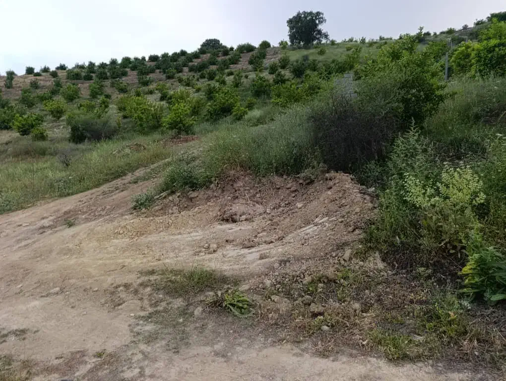 زمین باغ لیمو ثمری|فروش زمین و ملک کلنگی|دوگنبدان, |دیوار