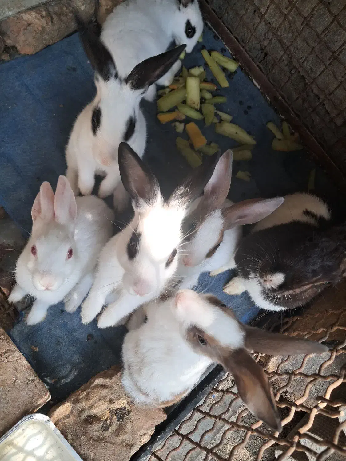 سفیدمشکی|موش و خرگوش|لوندویل, |دیوار