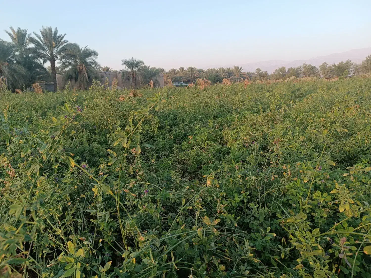 بیده فروشی|خدمات باغبانی و درختکاری|جیرفت, |دیوار