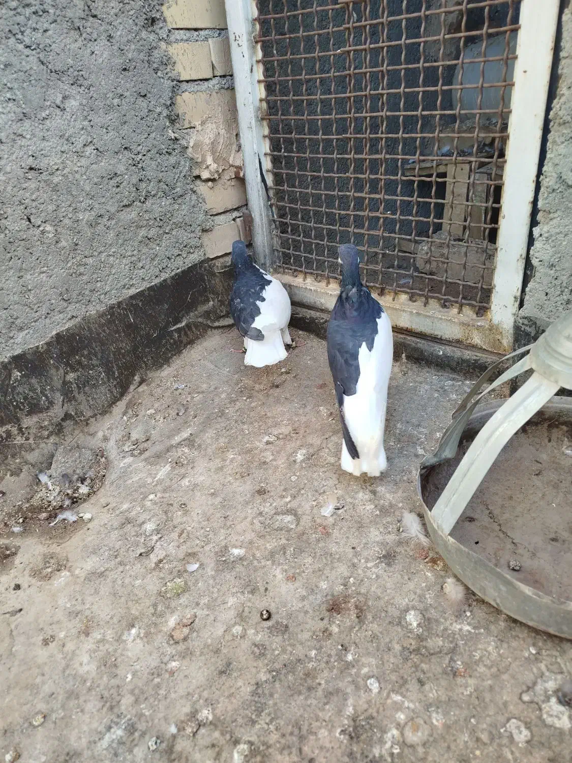 یک جفت چپ سیاه نروماده بدون عیب|پرنده|رادکان, |دیوار