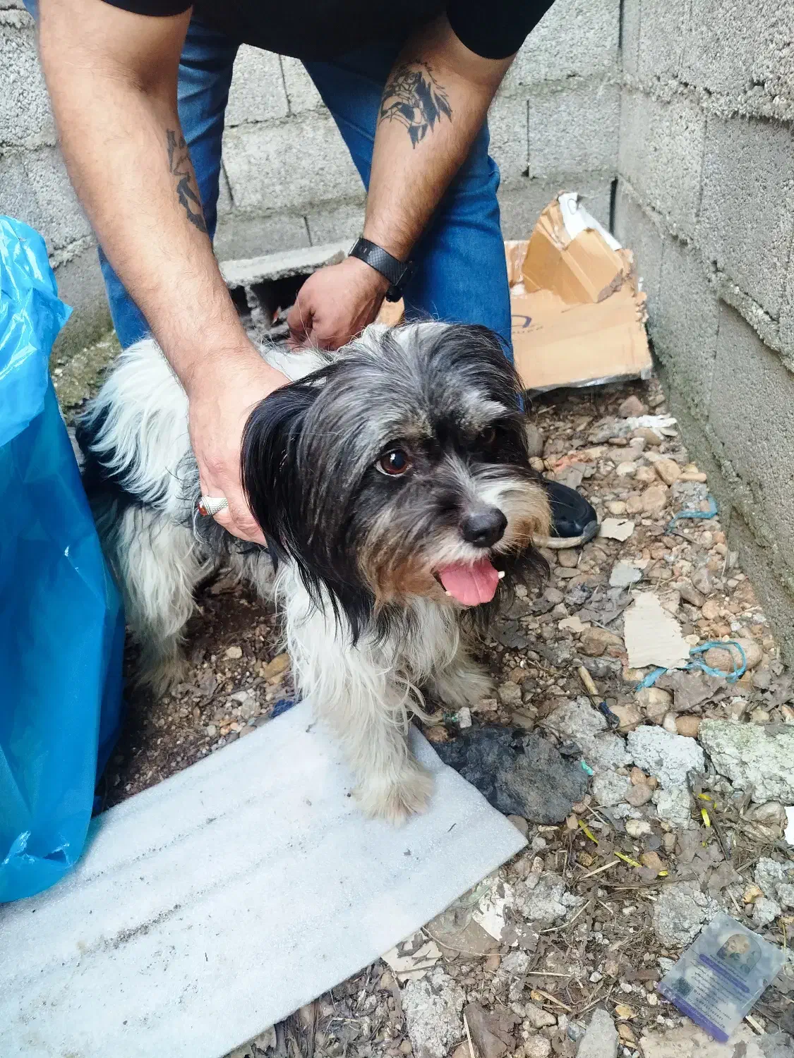 سگ پیدا شده|حیوانات|رشت, کاکتوس|دیوار