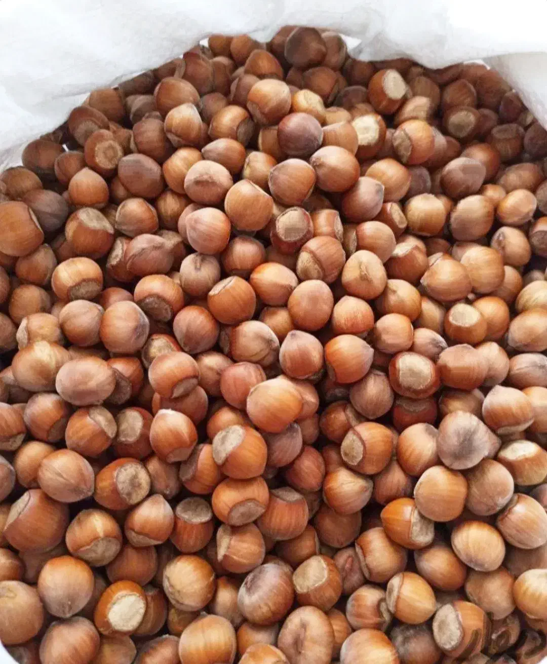 فندق|عمده‌فروشی|رودسر, |دیوار
