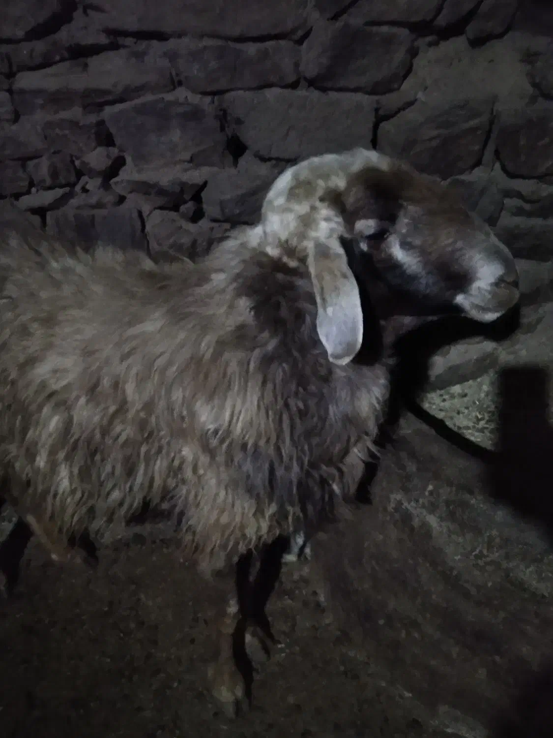 بران|حیوانات مزرعه|مریوان, |دیوار