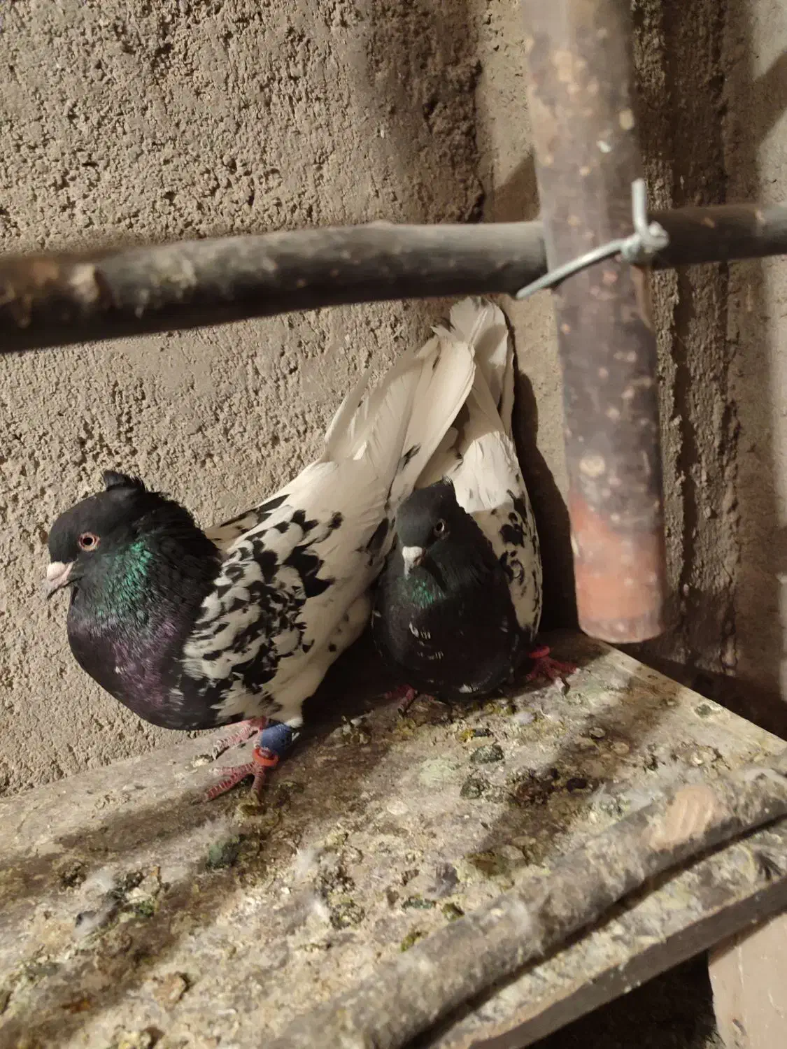 کفتر|پرنده|زارچ, |دیوار