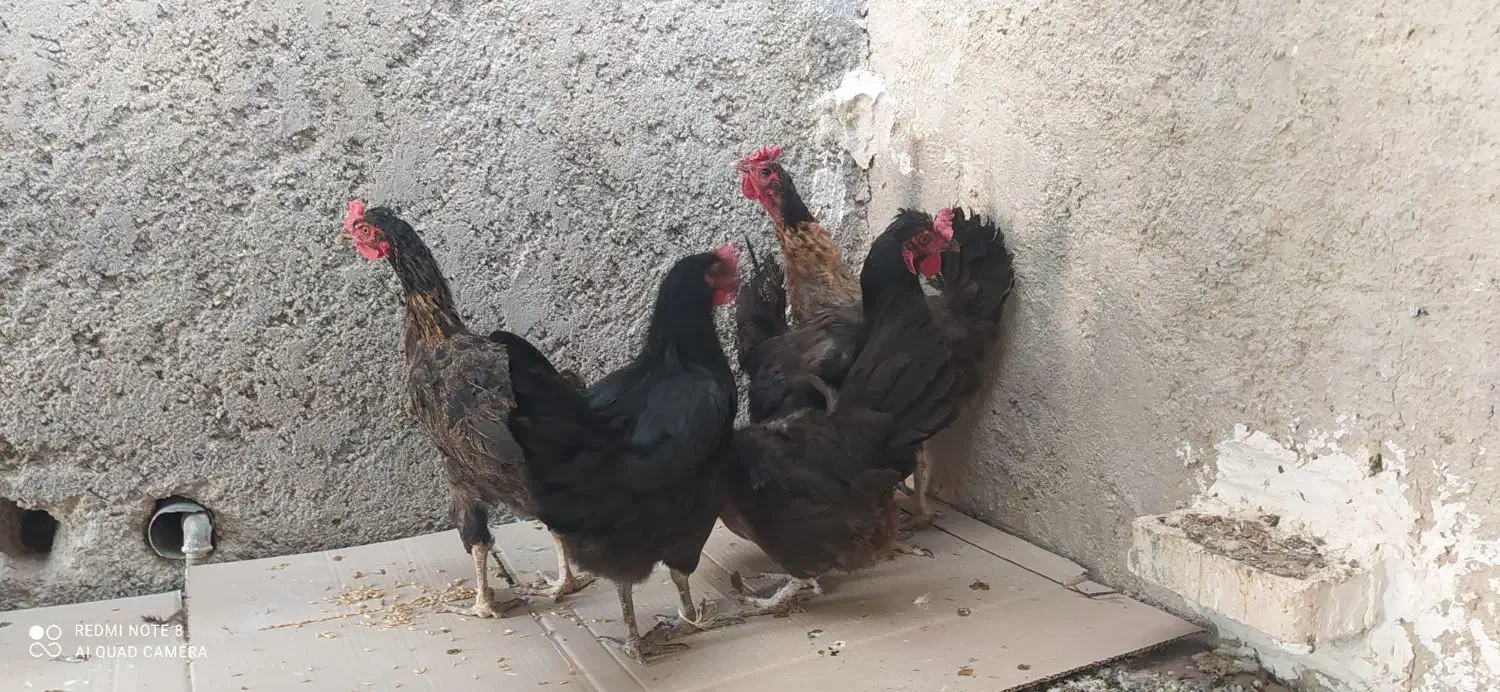 معامله با کبوتر شهرستان دشتی|پرنده|خورموج, |دیوار