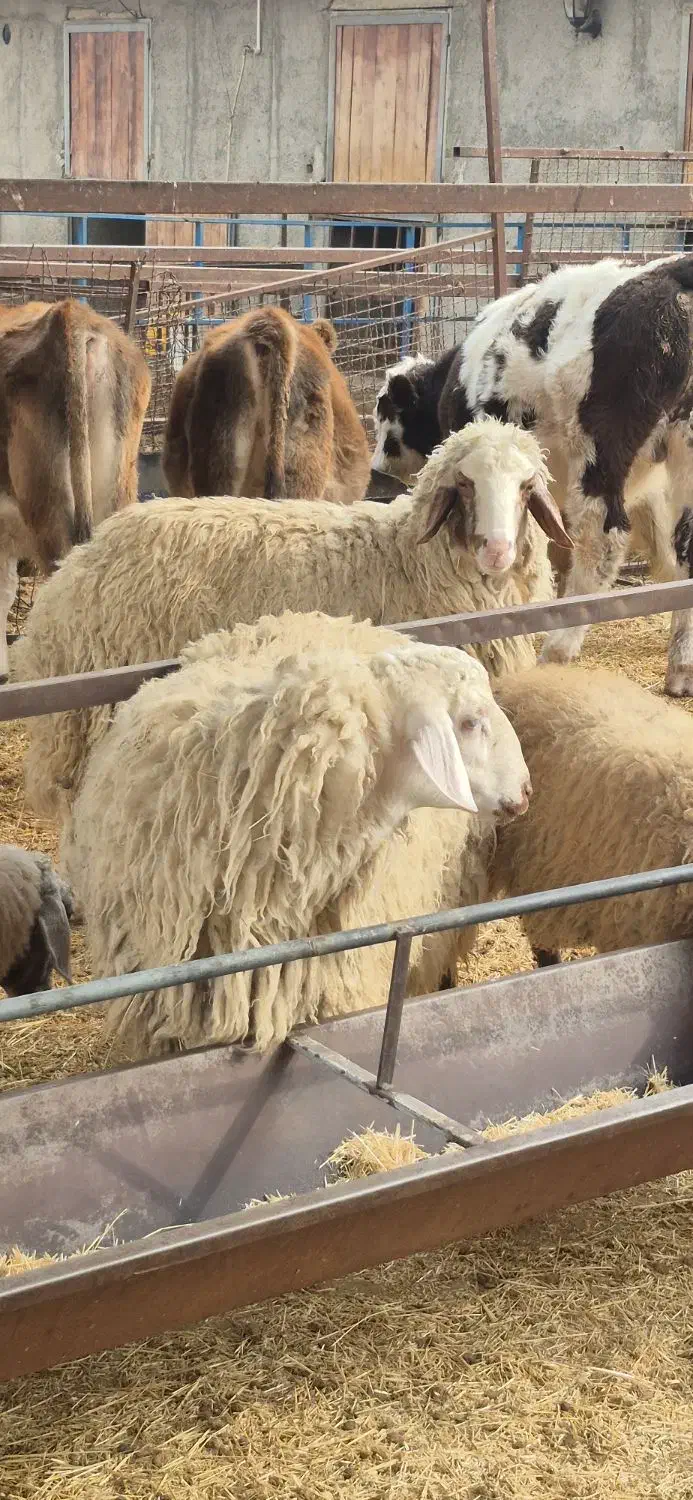 بره نر گوسفند نر چاق|حیوانات مزرعه|تهران, گلستان (شهرک راه آهن)|دیوار