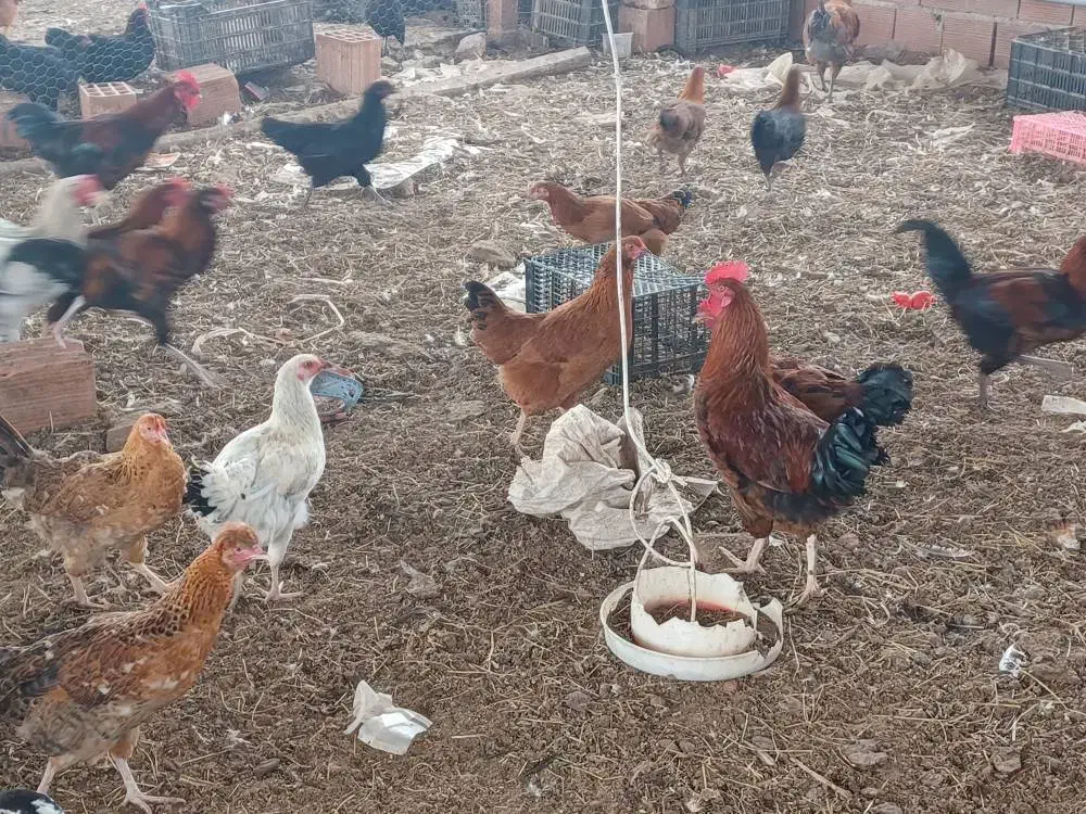 خروس  محلی|حیوانات مزرعه|قائم‌شهر, |دیوار