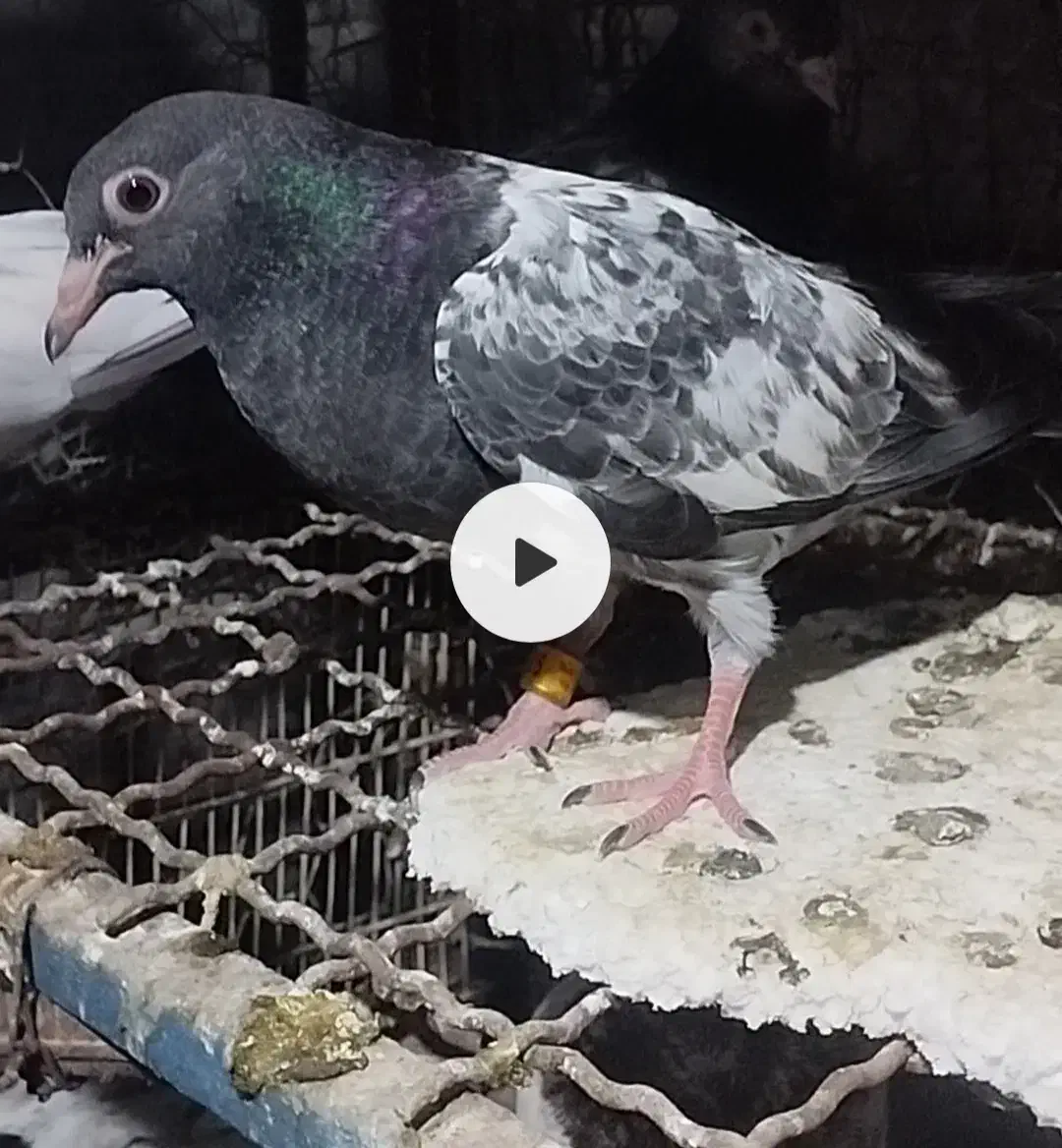 گمشده|پرنده|بند زرک, |دیوار