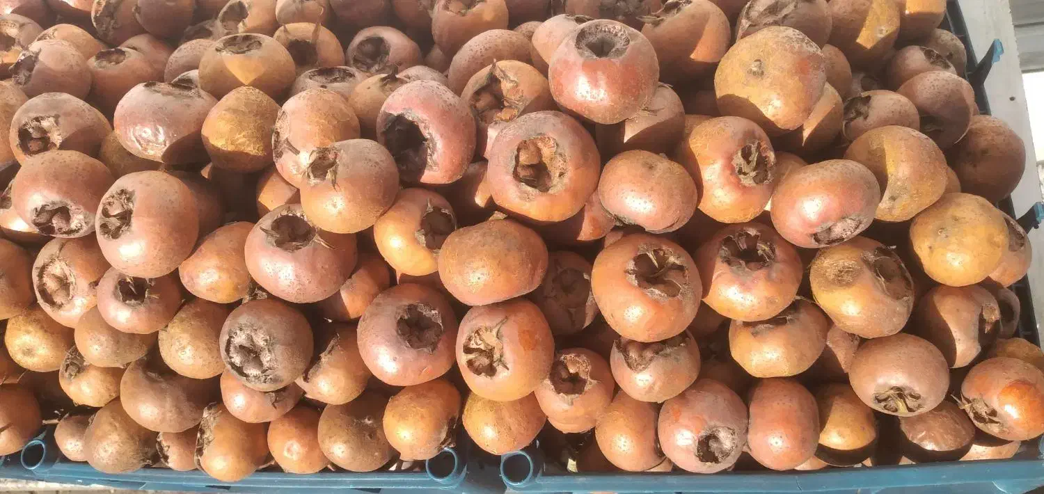 فروش ازگیل تناژ به قیمت عمده|خوردنی و آشامیدنی|اردبیل, |دیوار