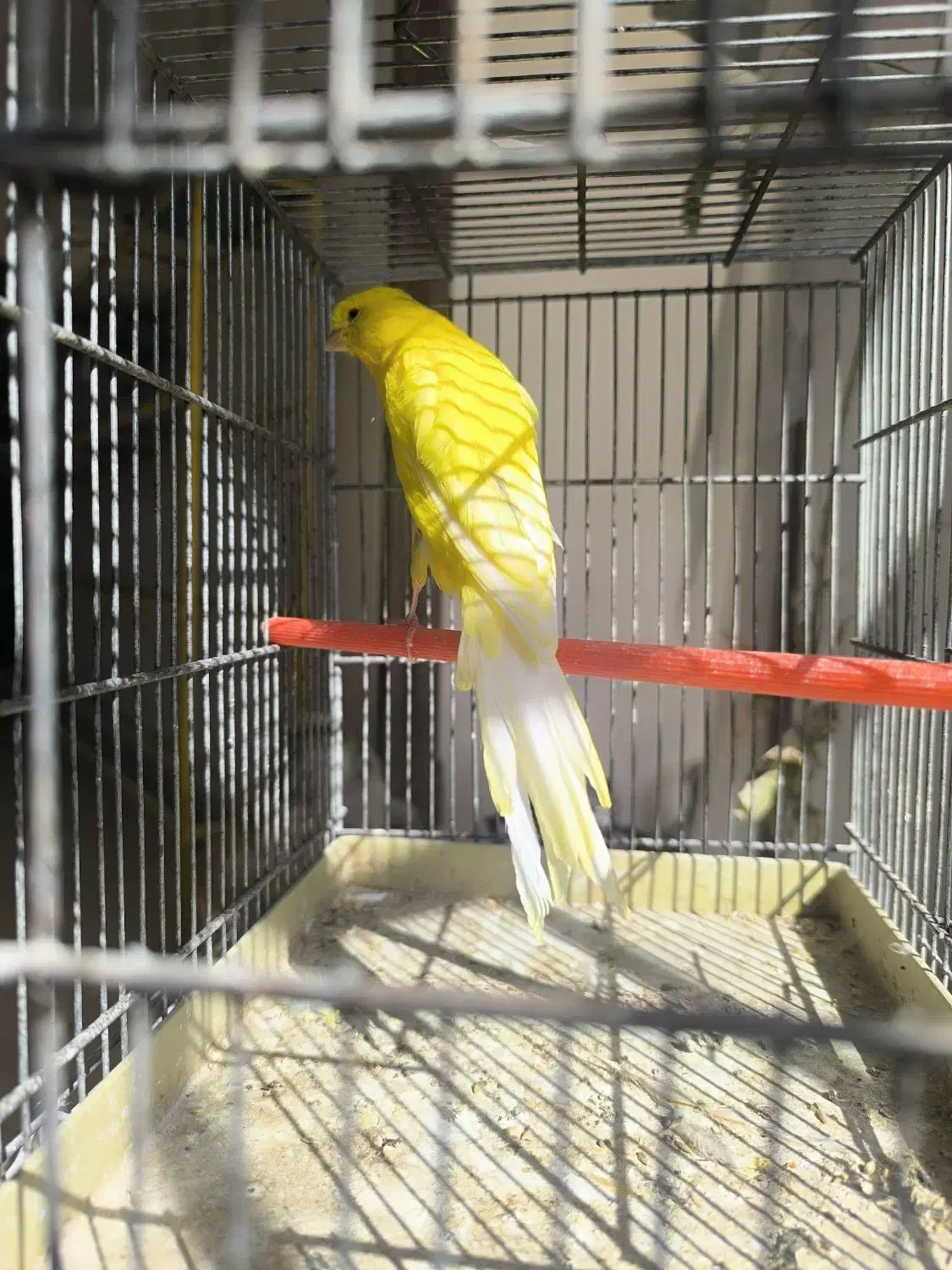 قناری رسمی بلند نر سرخ سبز چغندری|پرنده|جرقویه, |دیوار