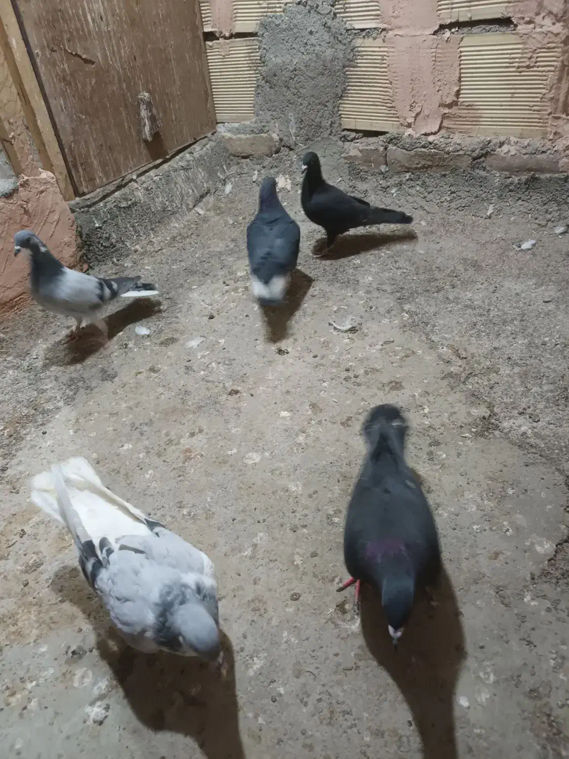 کبوتر کفتر..|پرنده|سبزوار, گلشن|دیوار