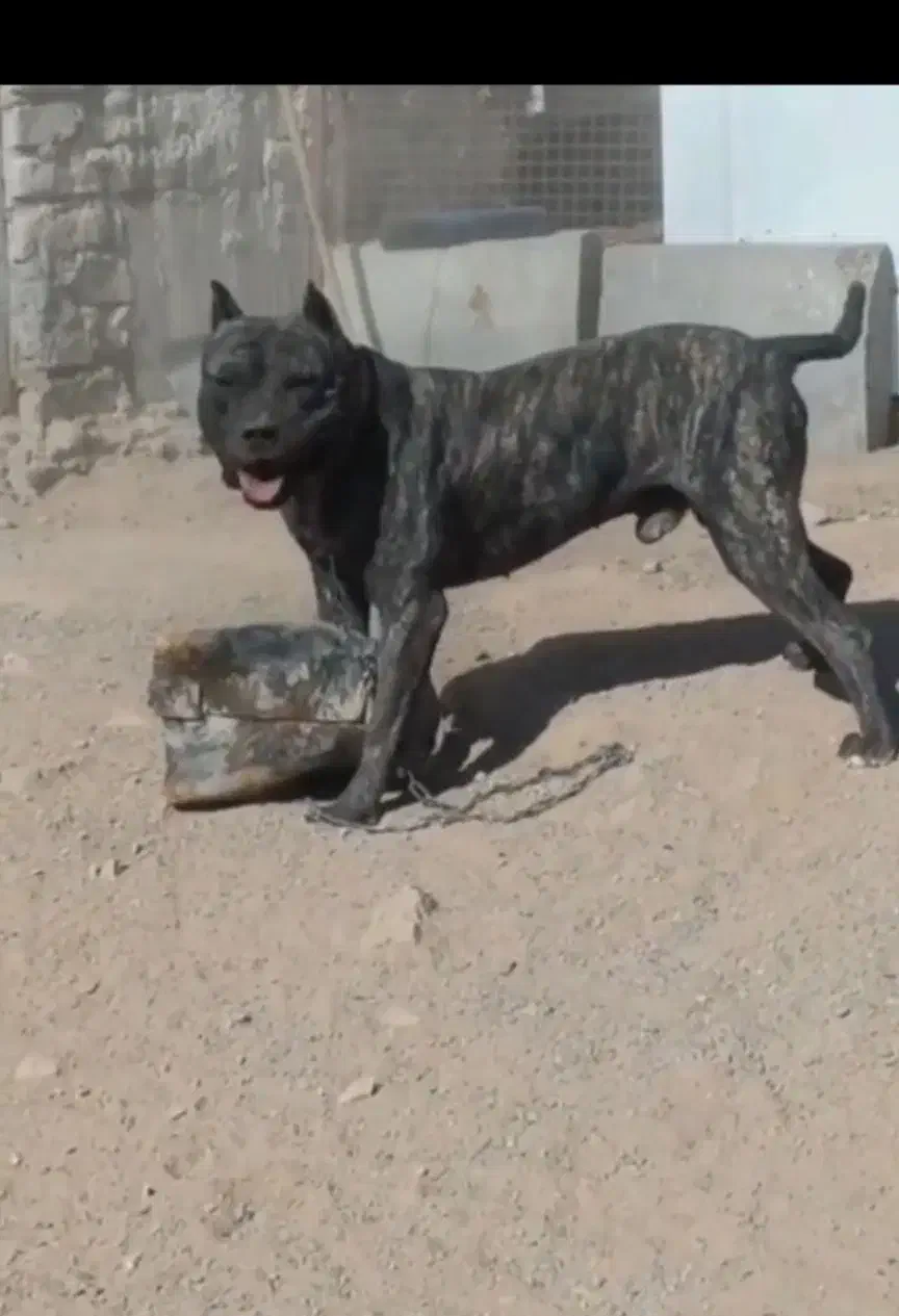 واگذاری پیتبول|سگ|مشهد, کارمندان دوم|دیوار