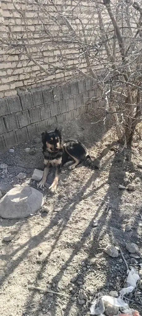 سگ نر برای نگهبانی برای گاراژ یا.. قیمت ۱۵ میلیون|سگ|اصفهان, براآن شمالی|دیوار