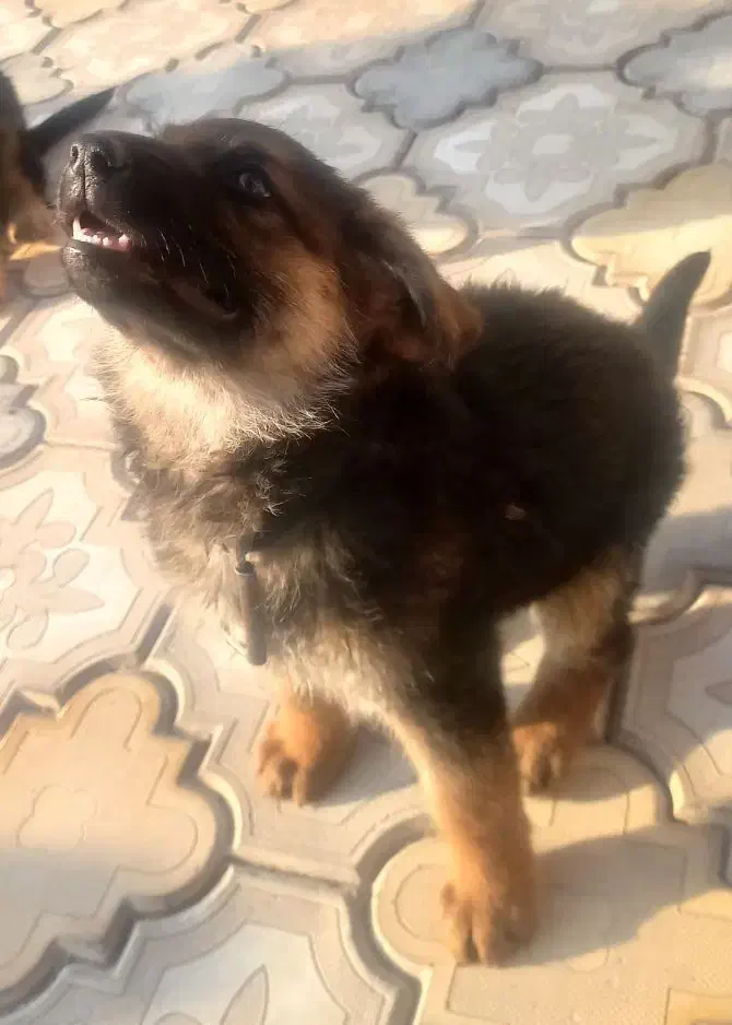 توله سگ ژرمن اصل واگذار میگردد|سگ|شهریار, اصیل آباد|دیوار