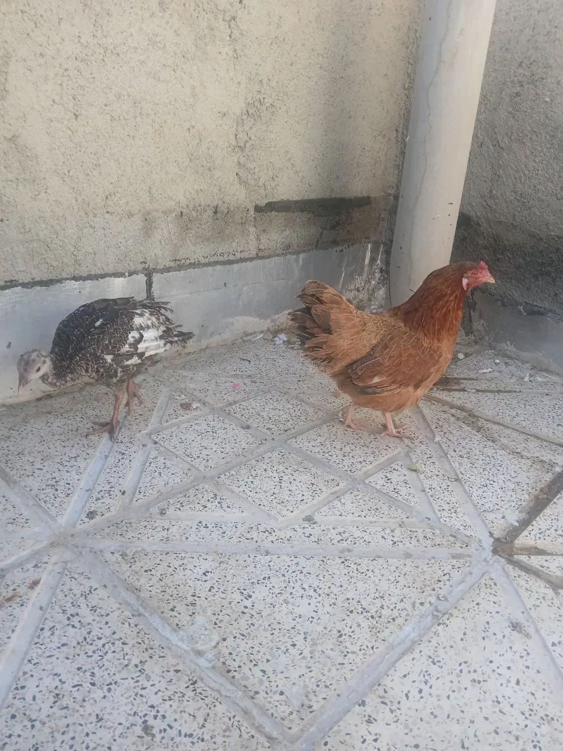 مرغ تخم گزار و بوقلمون|حیوانات مزرعه|همدان, |دیوار