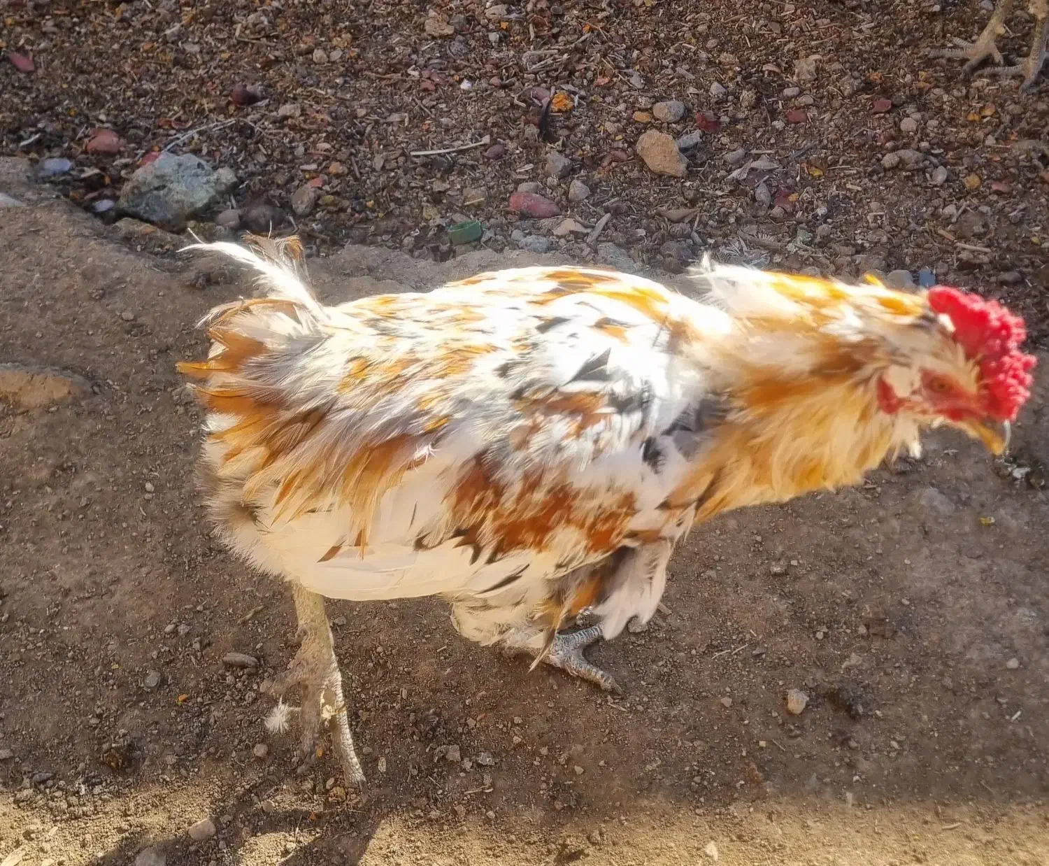 خروس گلین|حیوانات مزرعه|دهاقان, |دیوار