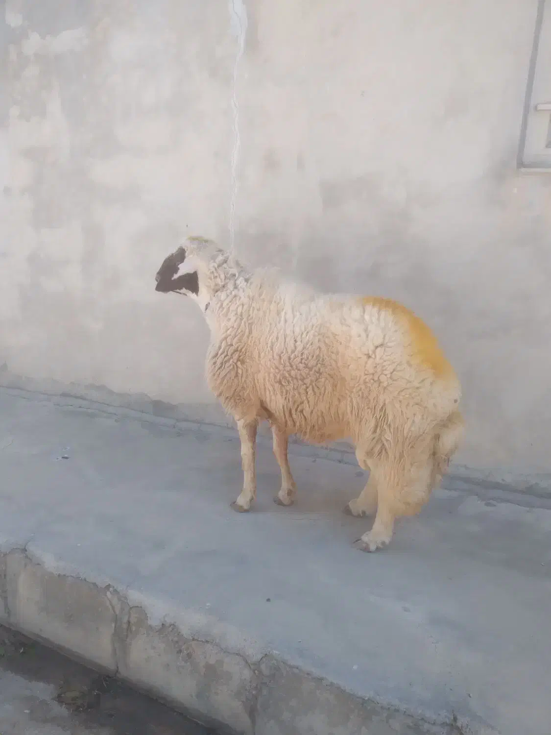 یک عددقوچ سنجابی|حیوانات مزرعه|اسلامآباد غرب, |دیوار