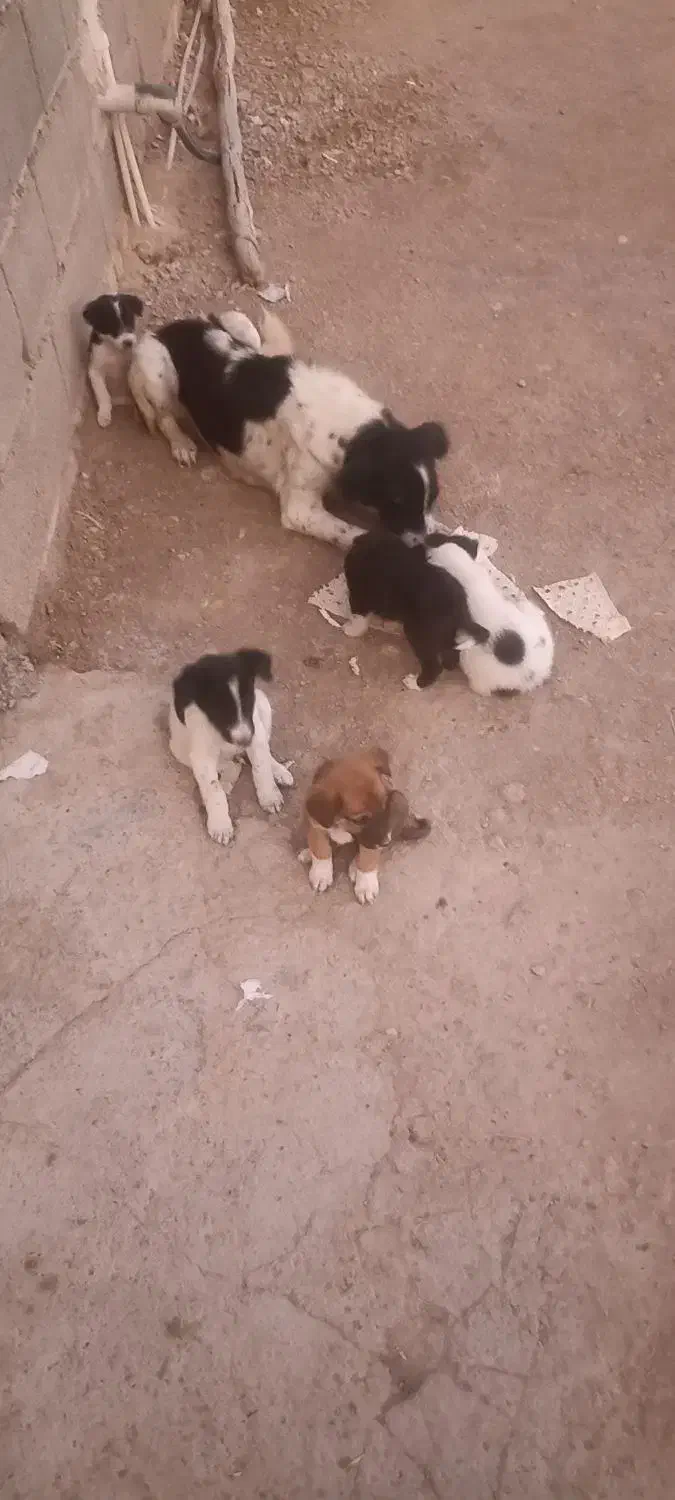 واگذاری|سگ|شادگان, |دیوار