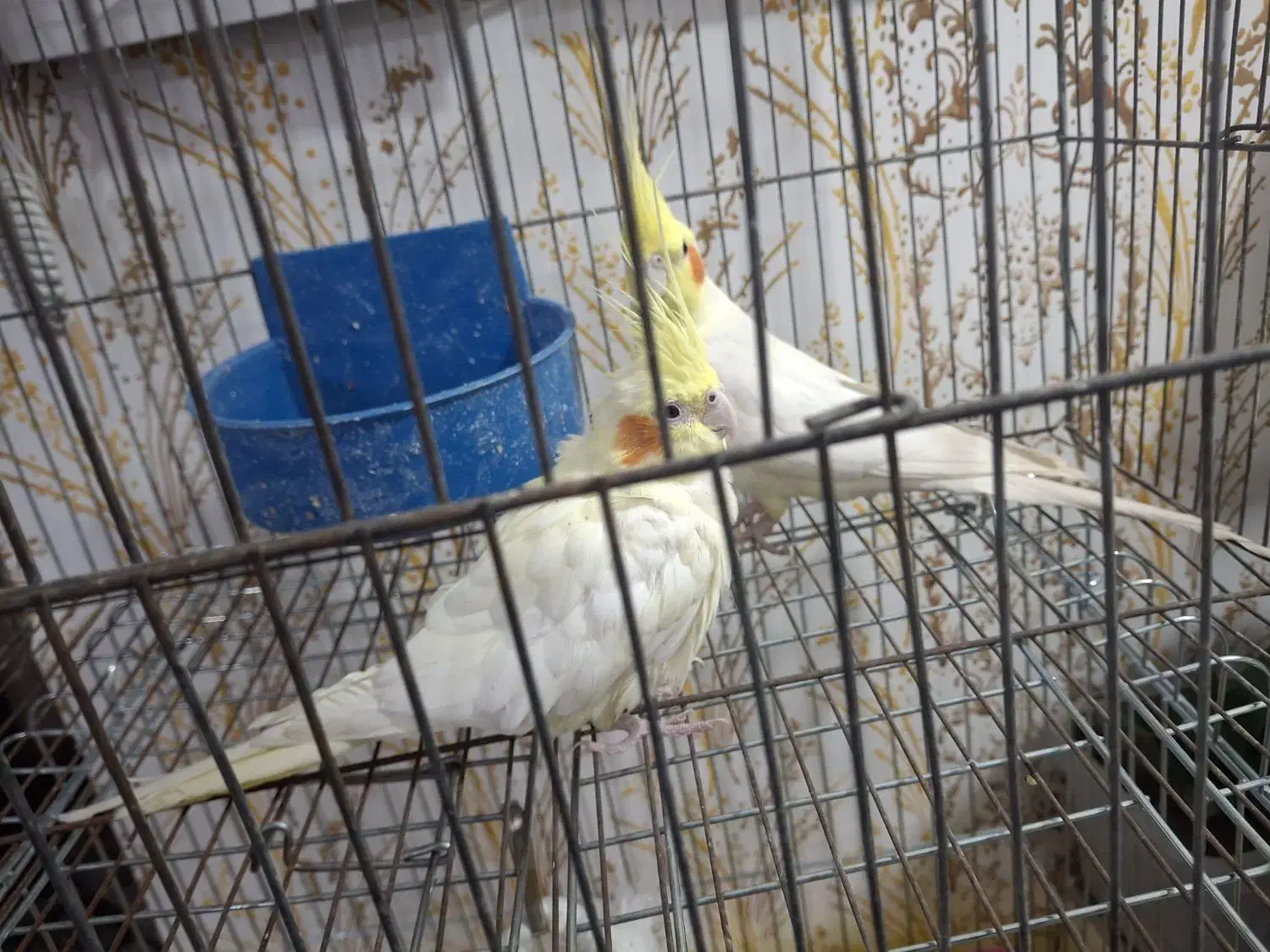 عروس هلندی|پرنده|زرند, |دیوار