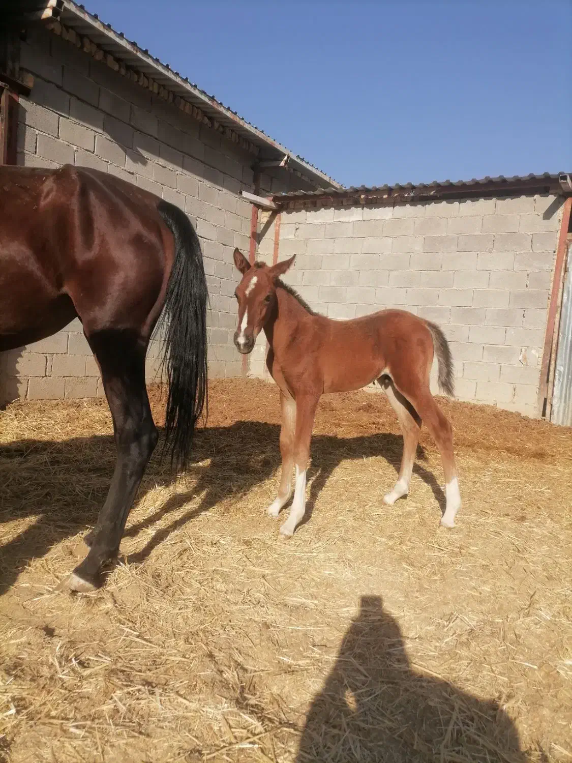 اسب کره نریان 5 نشان طلایی معاوضه با گوسفند موتور|اسب و تجهیزات اسبسواری|شیراز, دانشکده دامپزشکی شیراز|دیوار