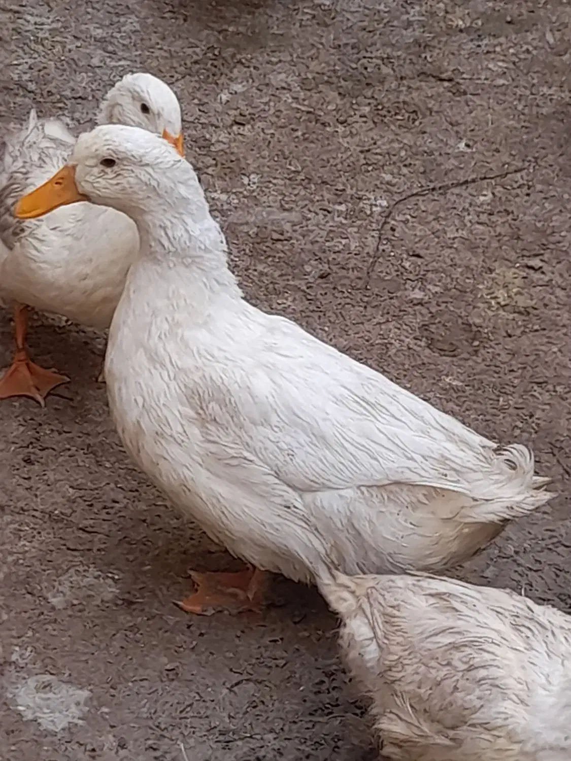 مرغابی های سالم و سرحال|حیوانات مزرعه|قلندر آباد, |دیوار