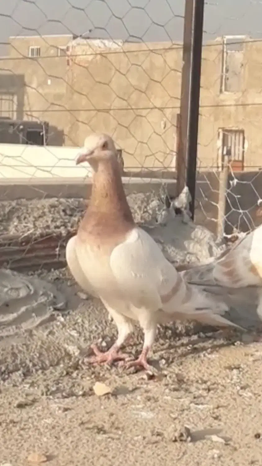 چند تا حیوان فروش|پرنده|بجنورد, |دیوار