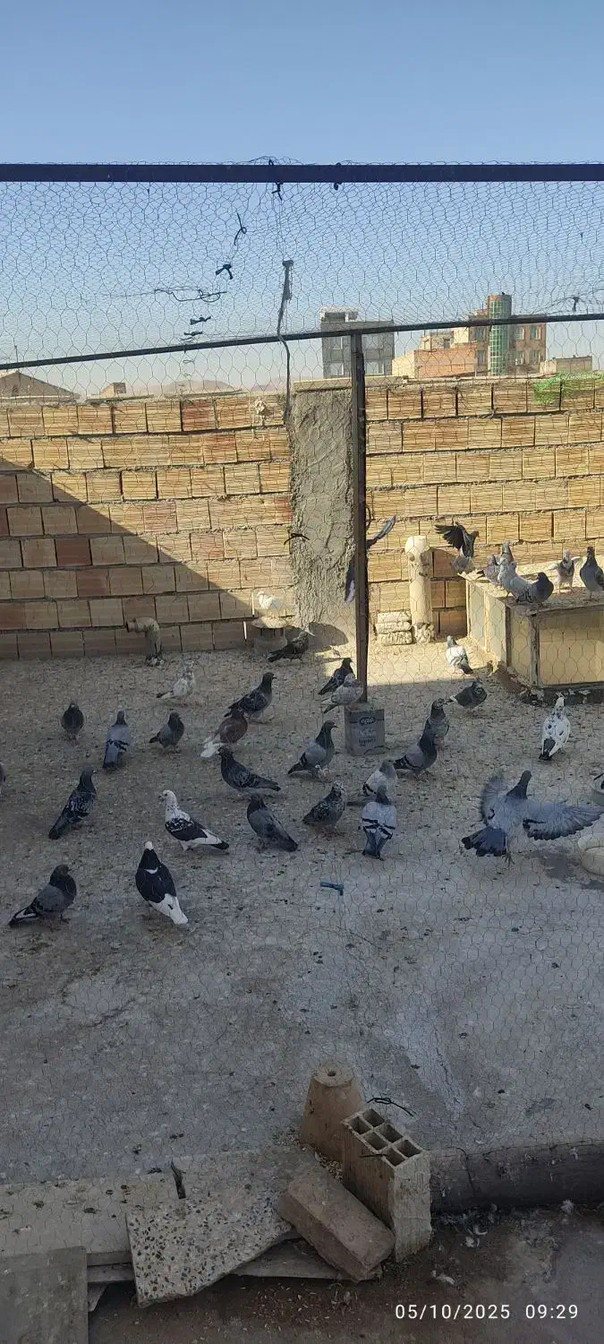 بیست جفت کبوتر پرورشی سالم و جوان|پرنده|میانه, |دیوار